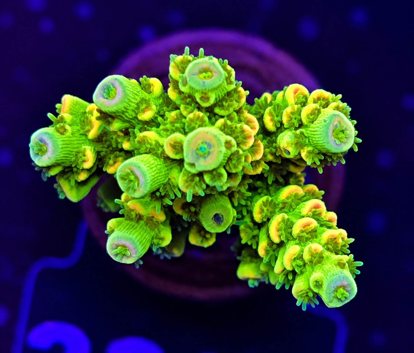 FMC Acropora tenuis yellowgreen