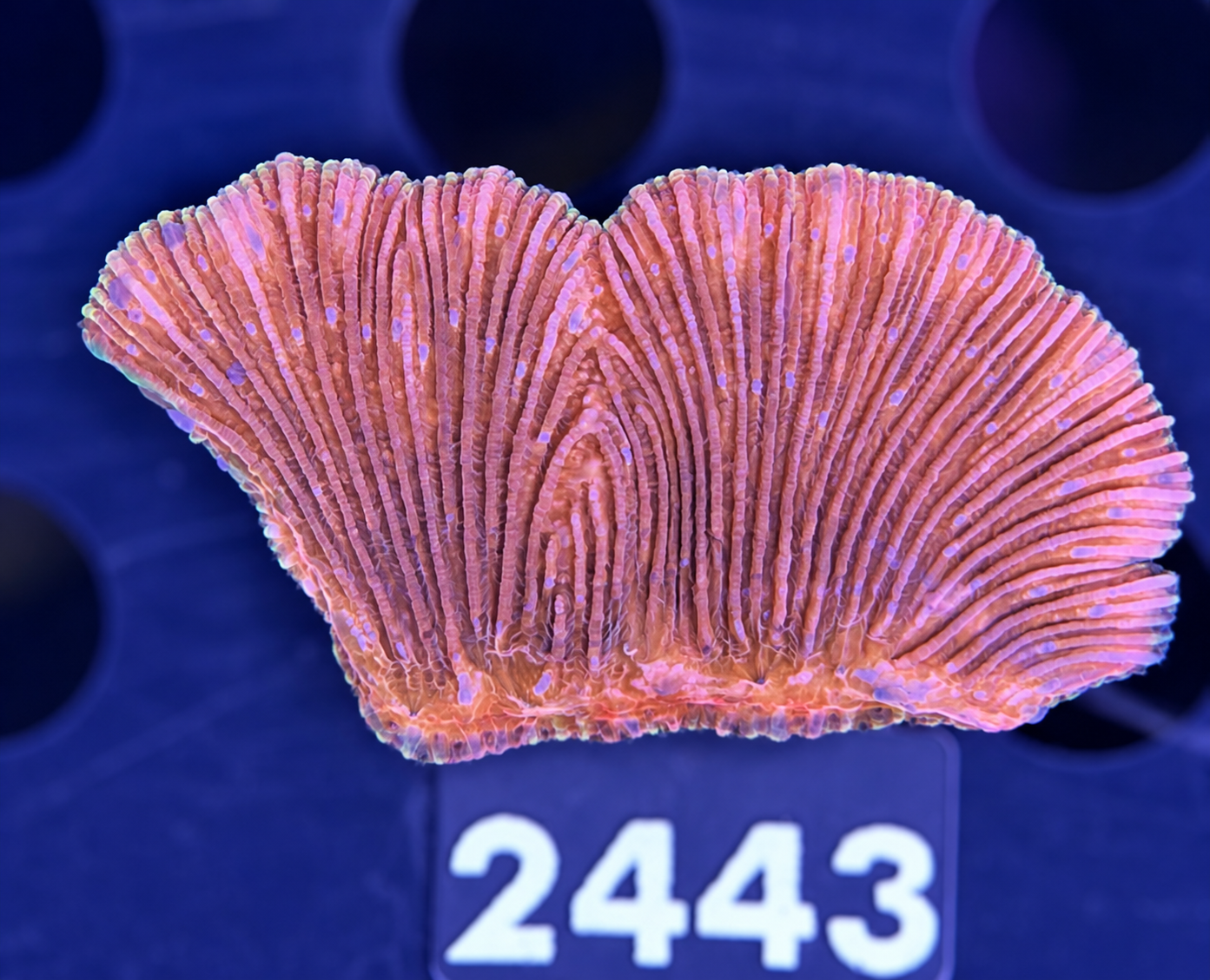 FMC Diaseris fragilis