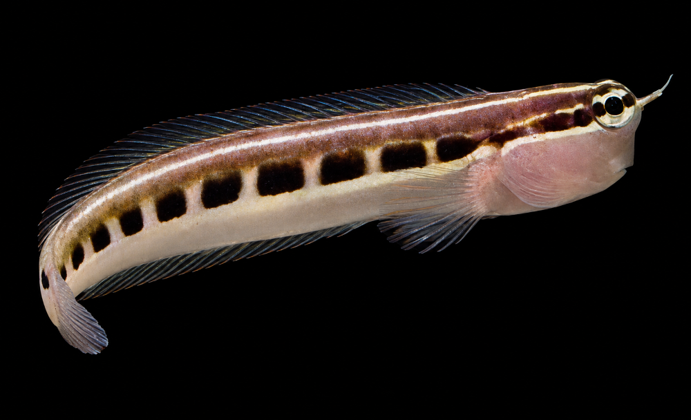 Ecsenius lineatus – Gestreifter Schleimfisch