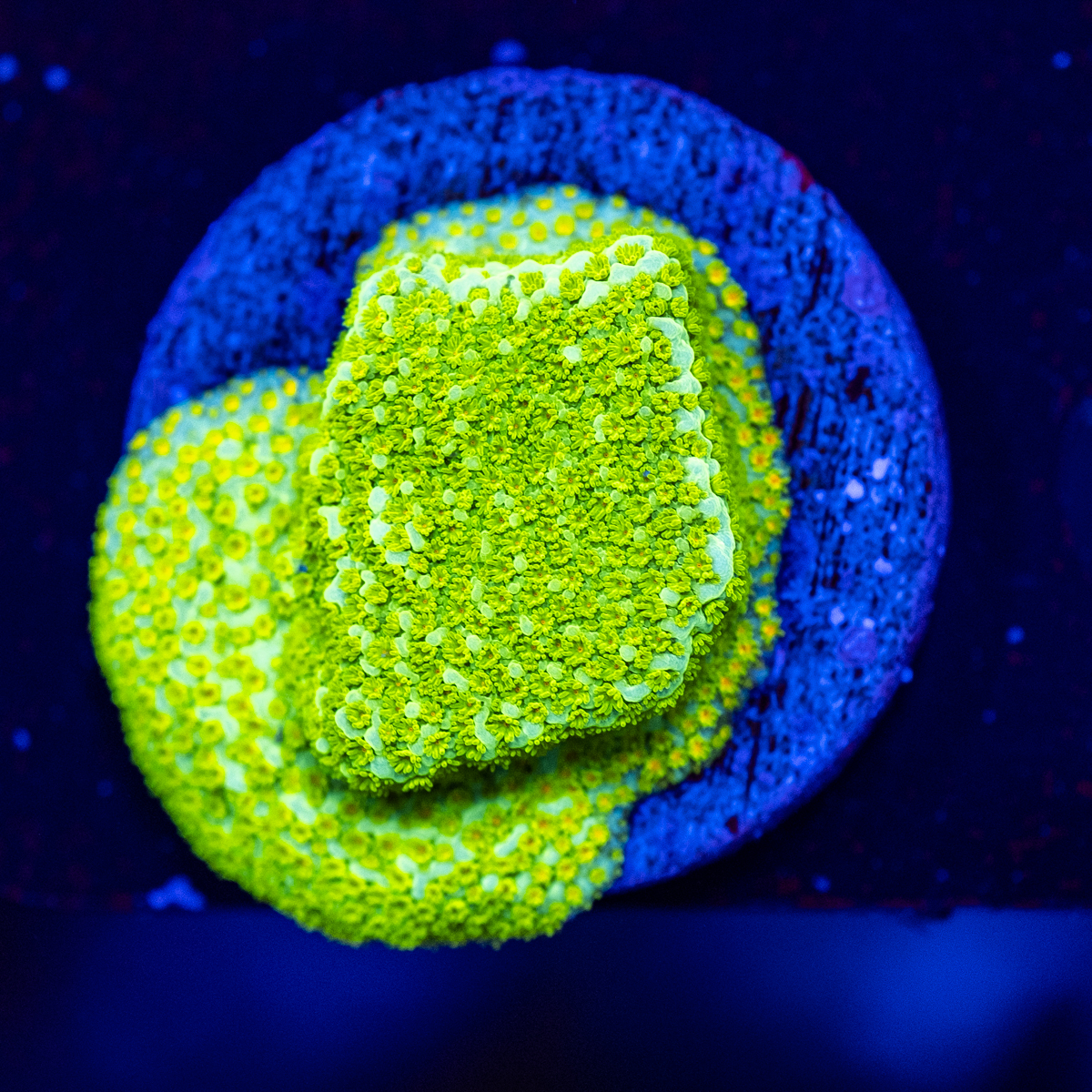 FMC Montipora Pokerstar V