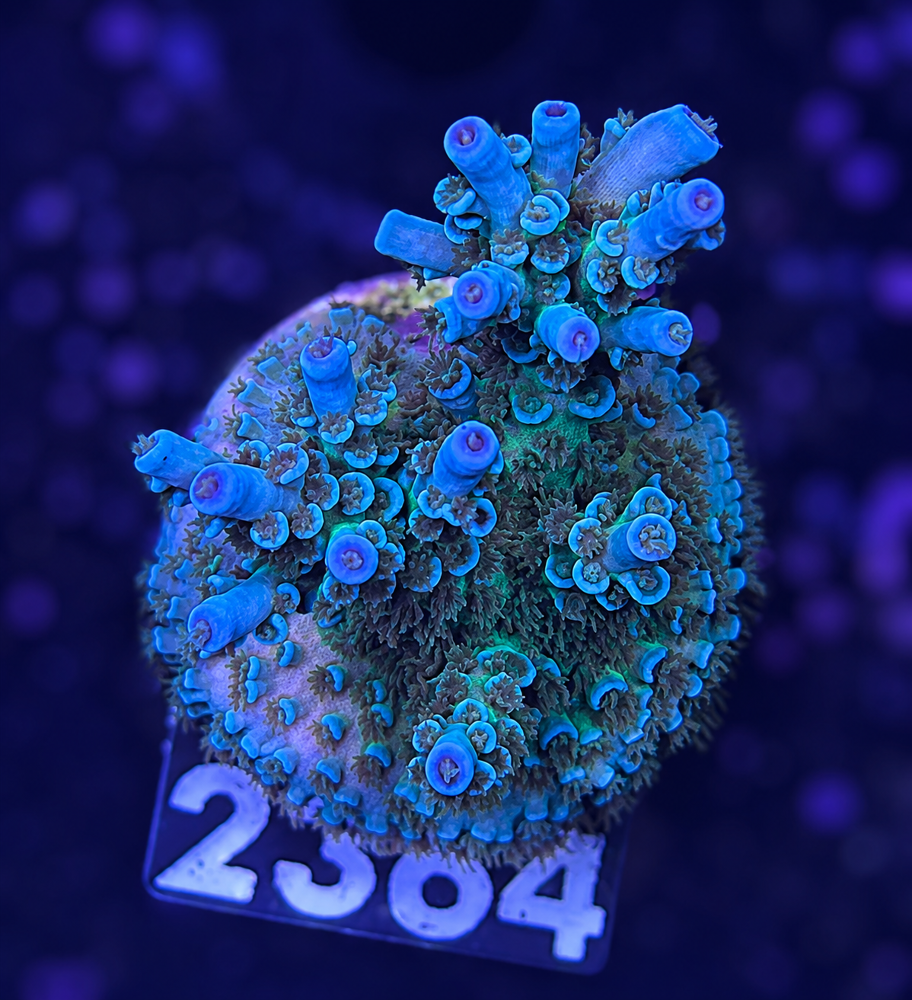 SciReef Acropora kenti Grade 1 Twin