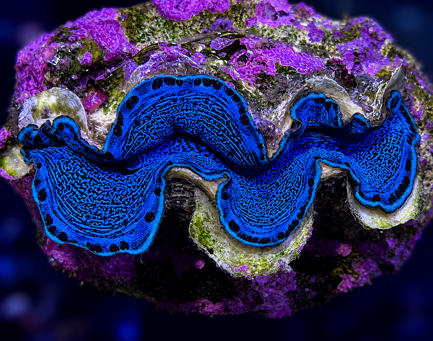FMC Tridacna maxima