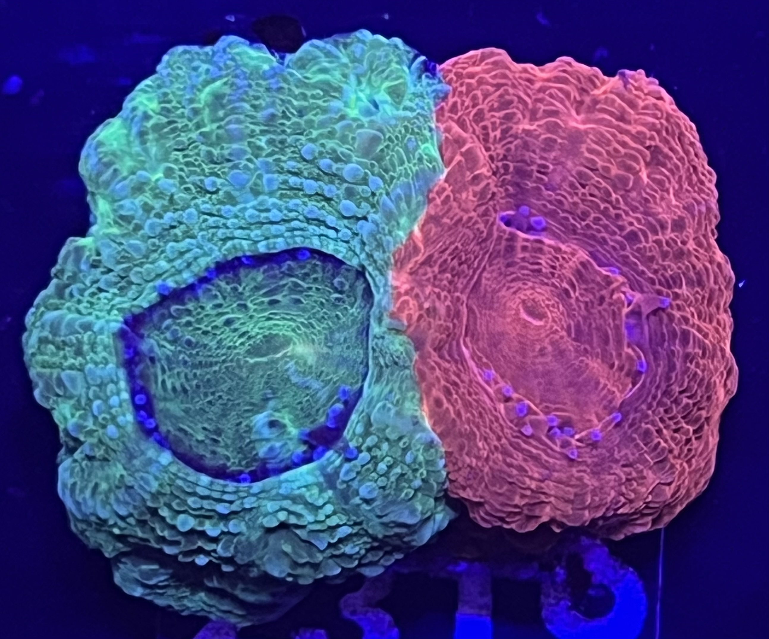 FMC Homophyllia bowerbanki