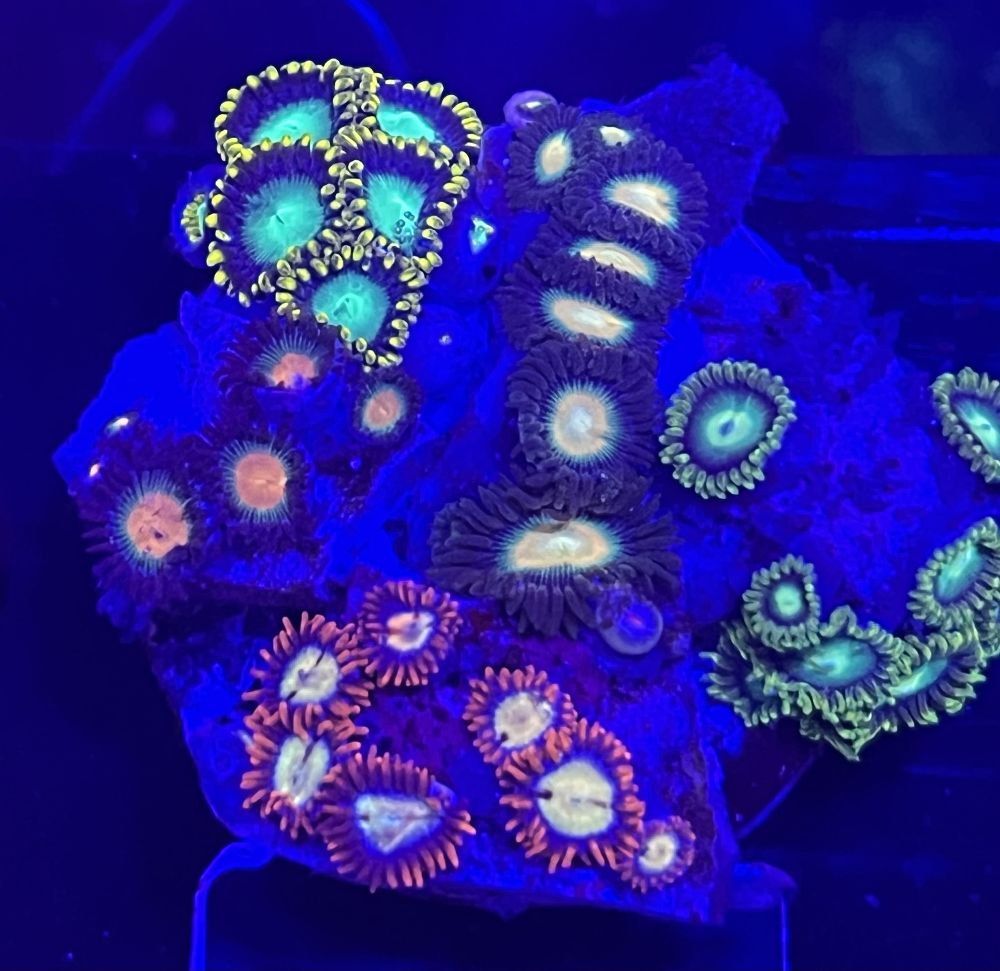 FMC Zoanthus Mix Stone V