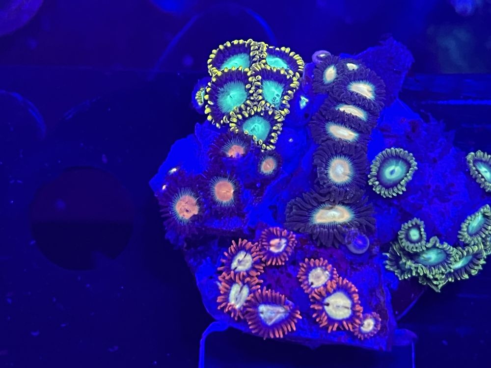 FMC Zoanthus Mix Stone V