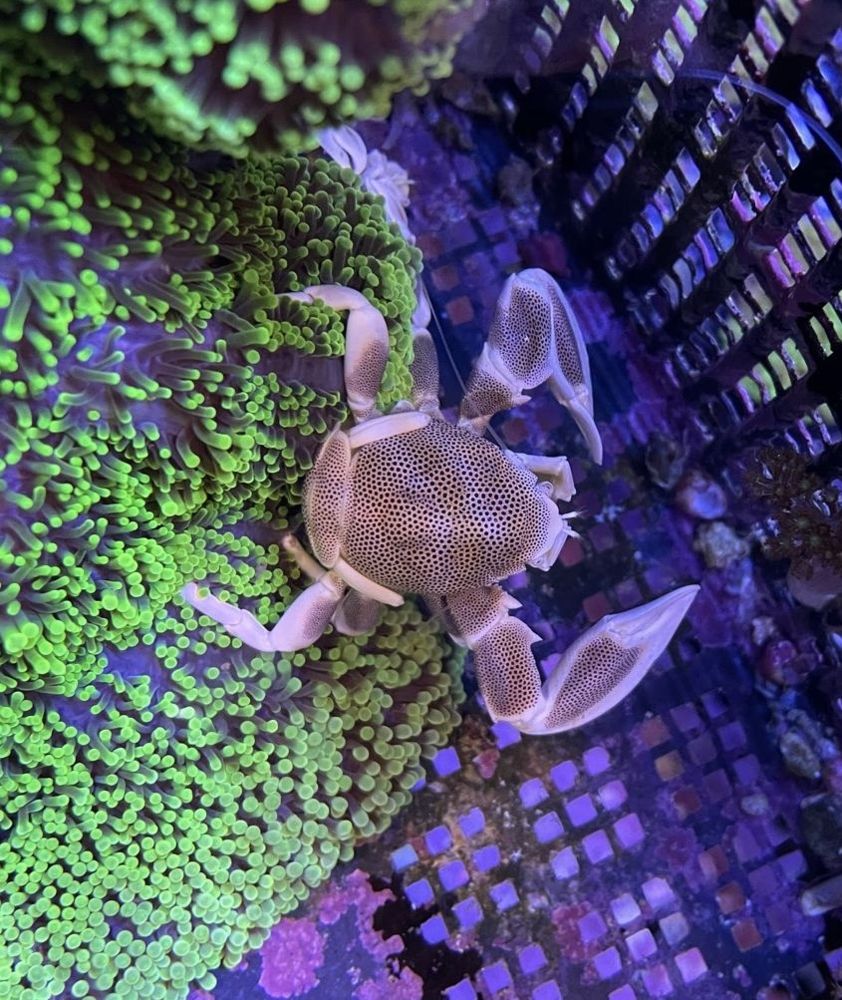Neopetrolisthes maculatus/ oshimai - Anemonenkrabbe