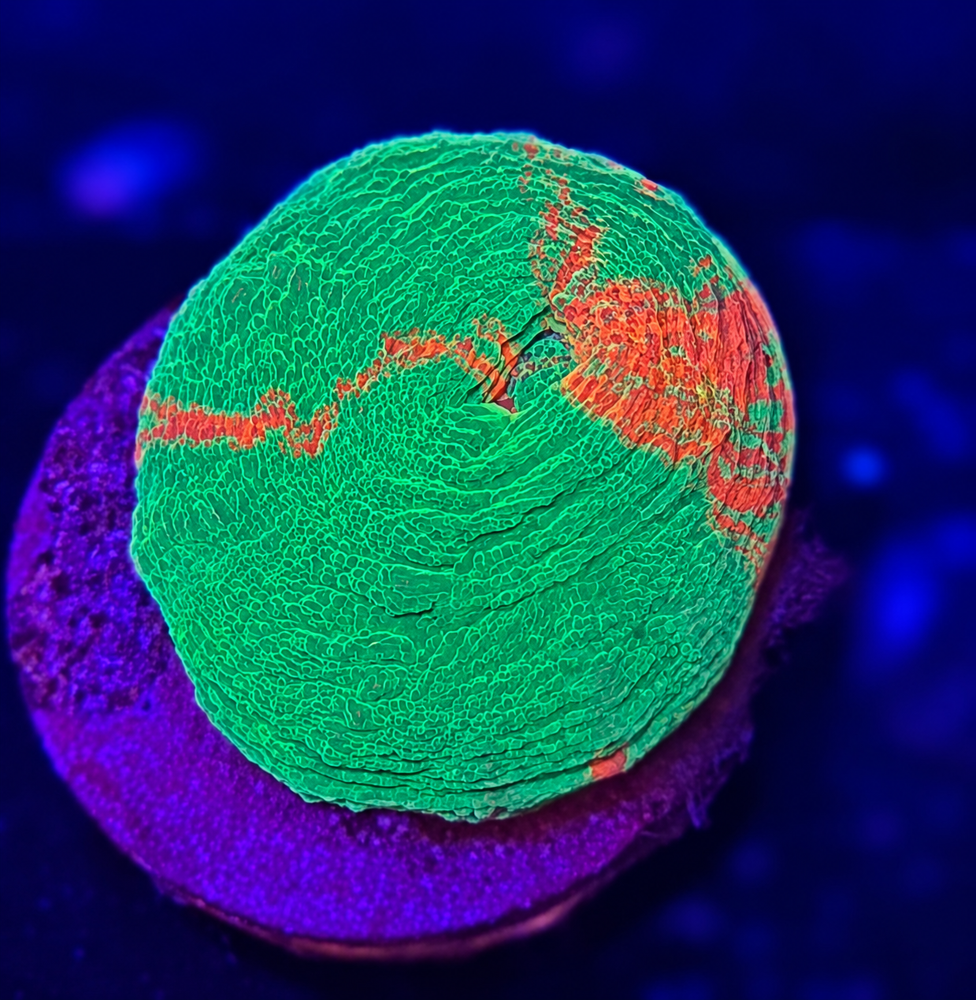 FMC Scolymia australis Bleeding Apple