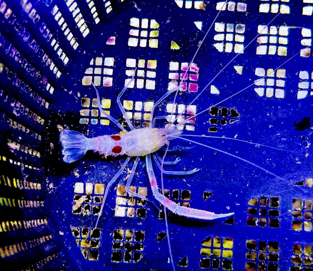 Stenopus zanzibaricus- Zanzibar-Scherengarnele