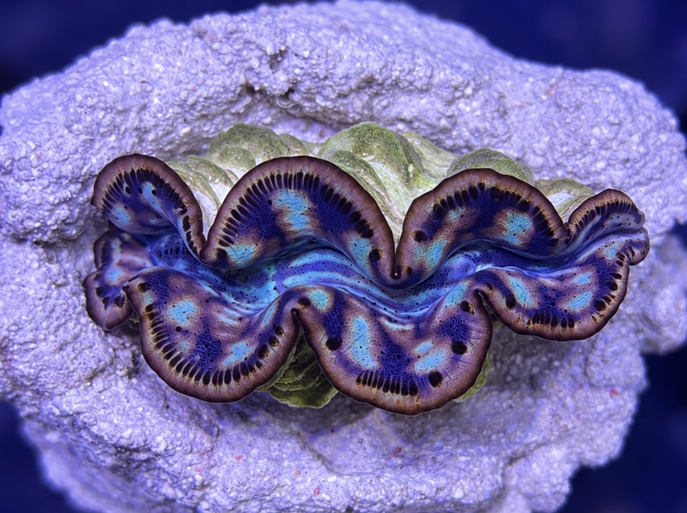 FMC Tridacna maxima