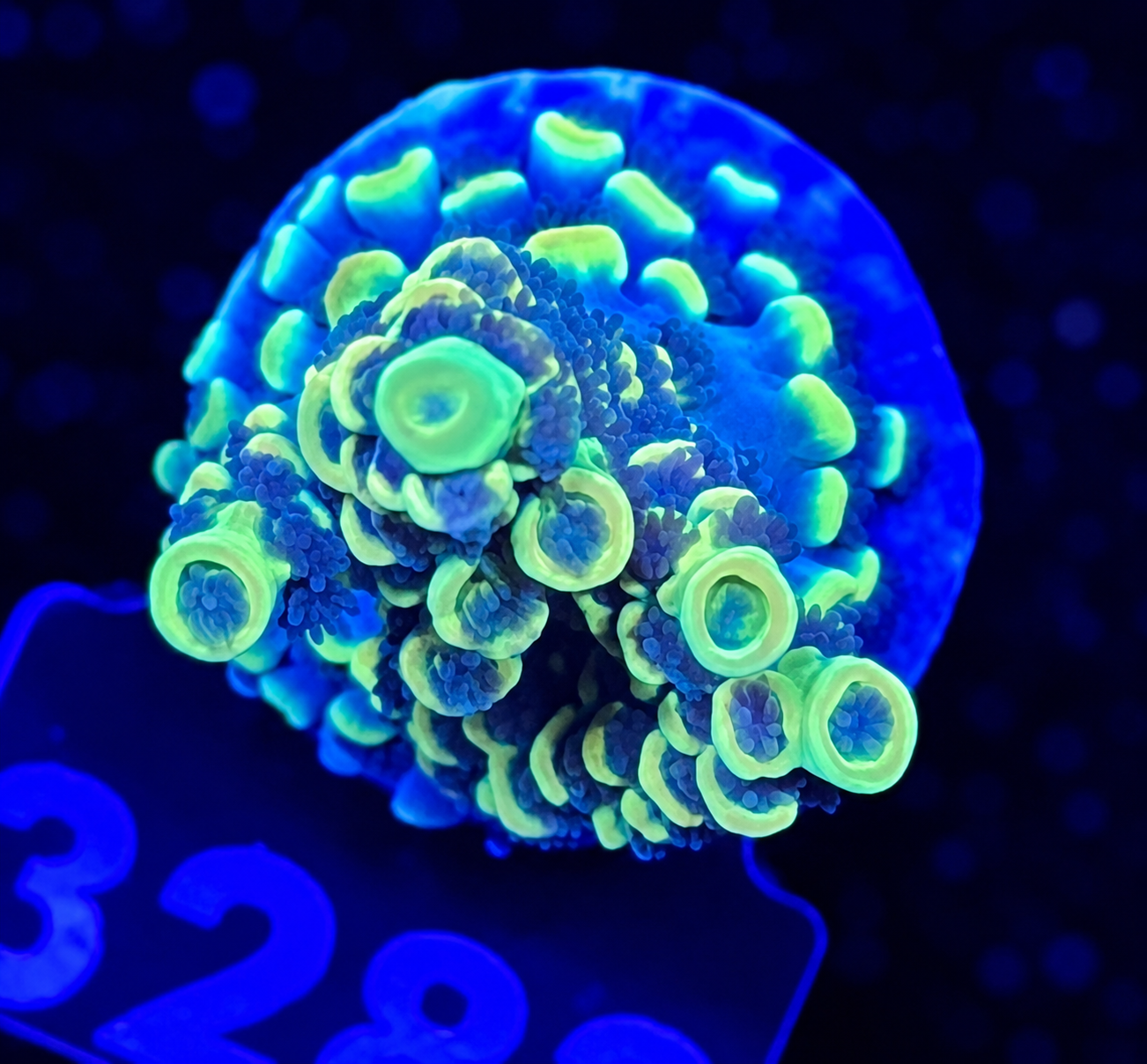 FMC Acropora tenuis yellow