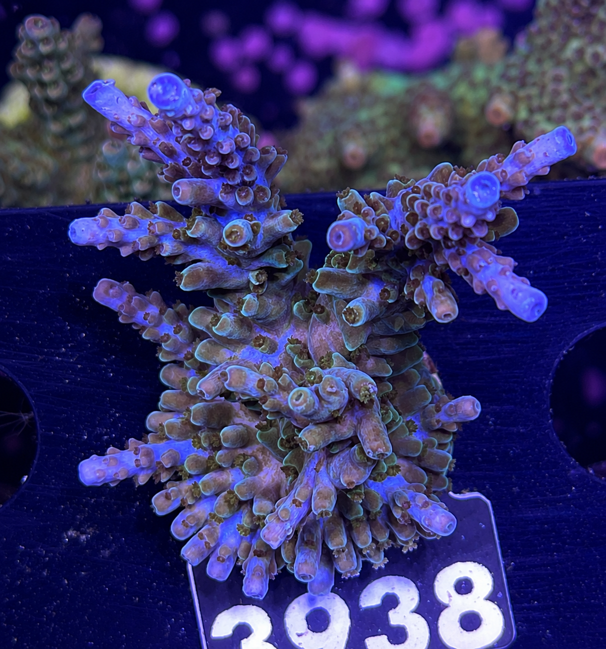 FMC Acropora staghorn Blue