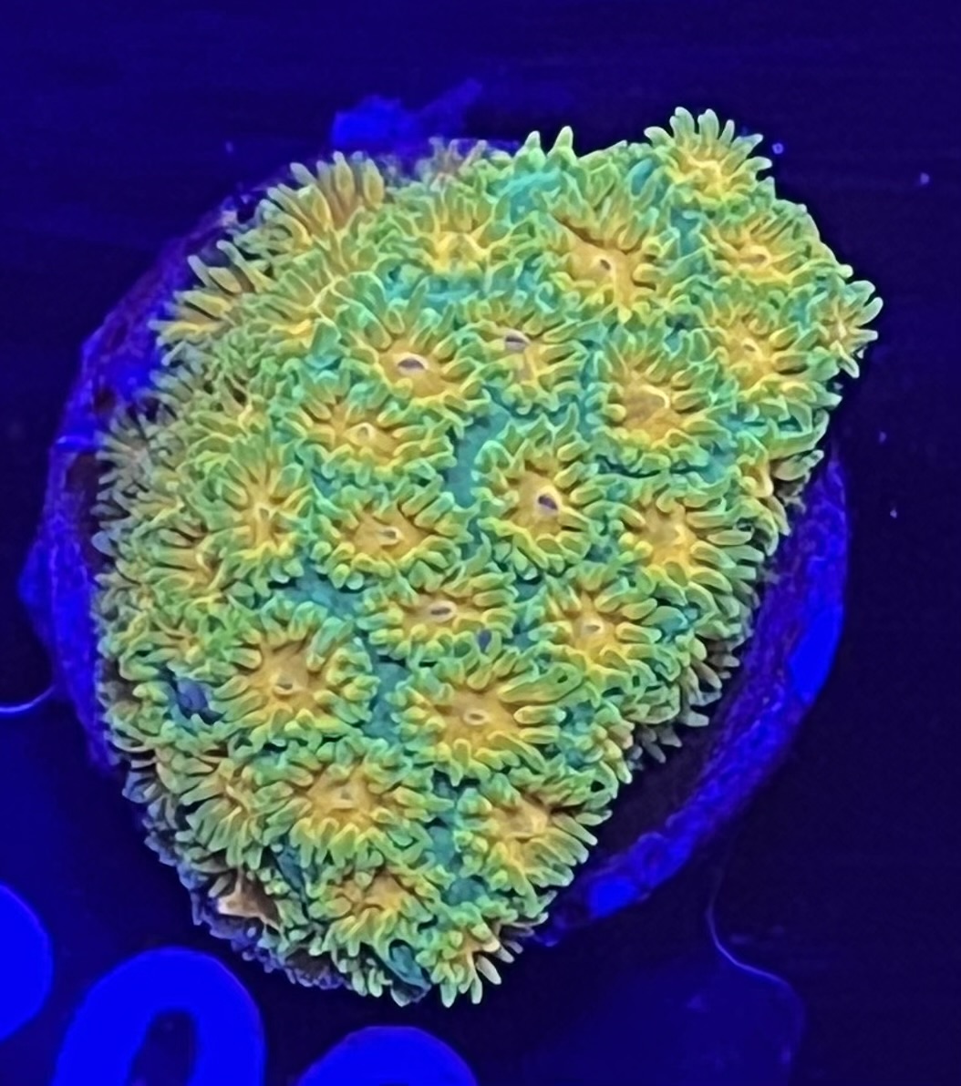 FMC Leptastrea Polkaroo