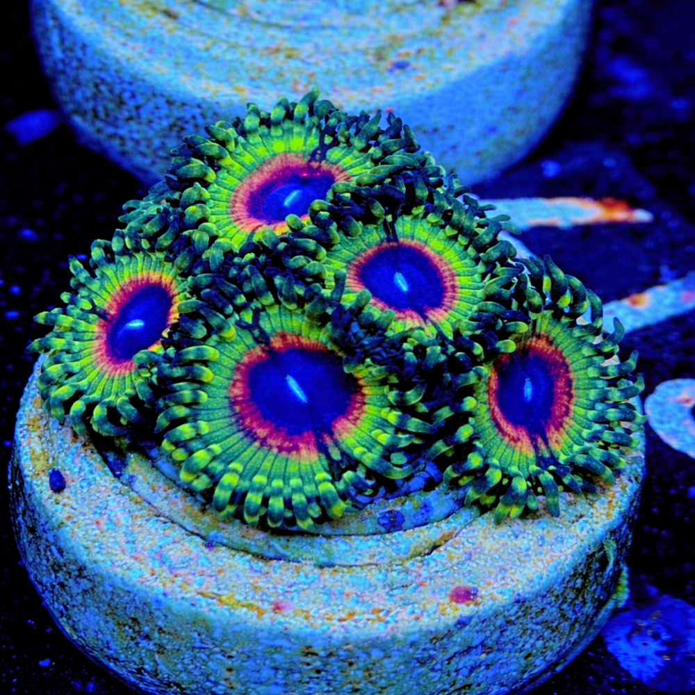 FMC Zoanthus Little Shop of Horrors 2-3 Polypen V