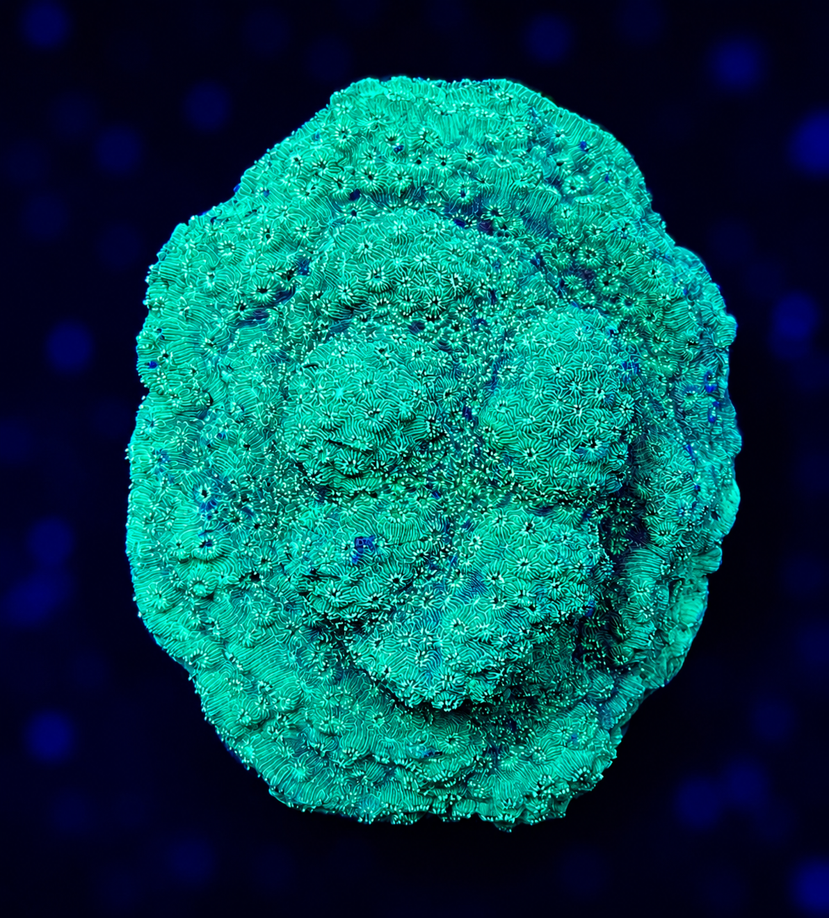 FMC Pavon maldivensis light green