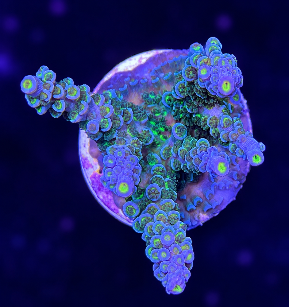 SciReef Acropora kenti Grade 1 Twin