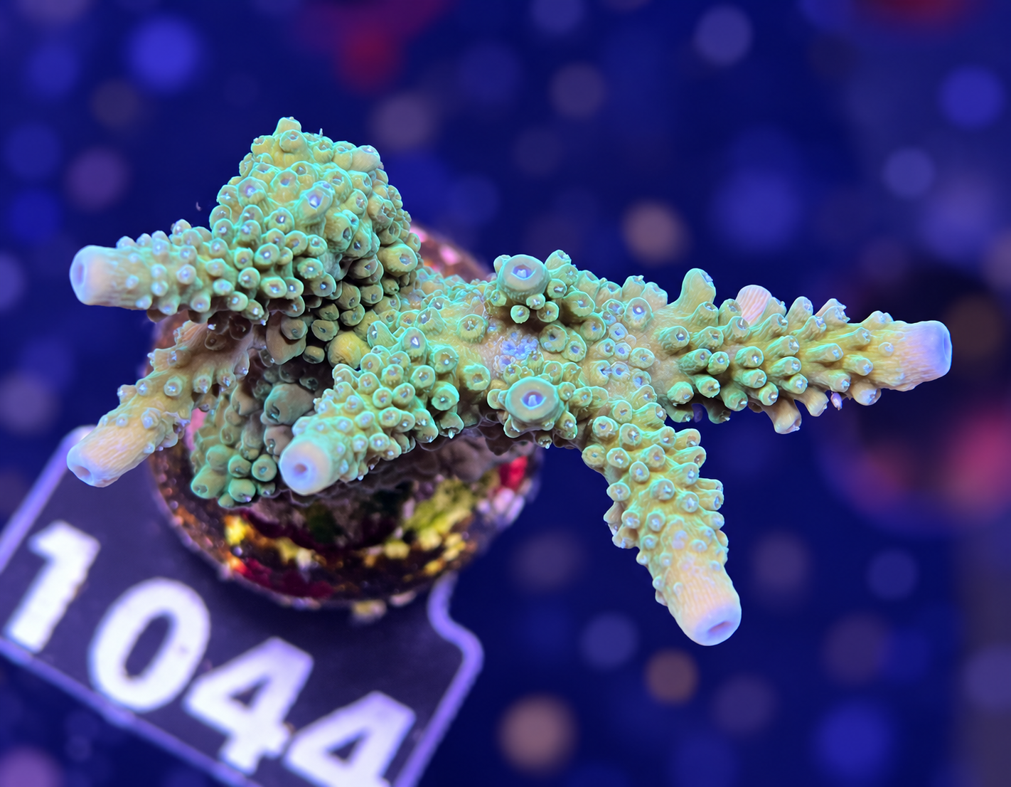 FMC Acropora loiseteae