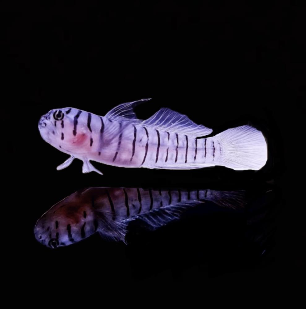 Tigrigobius macrodon - Tiger Grundel