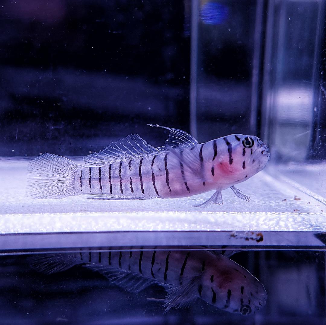 Tigrigobius macrodon - Tiger Grundel