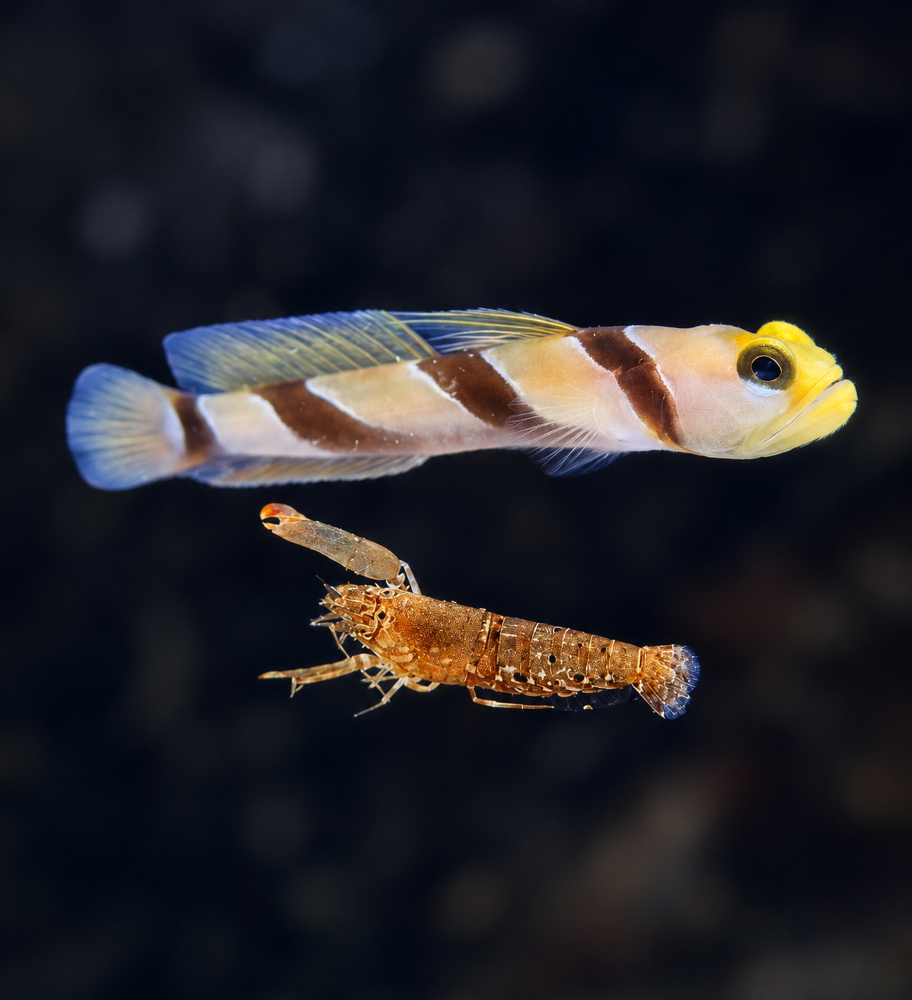 Stonogobiops nematodes+ Alpheus sp.