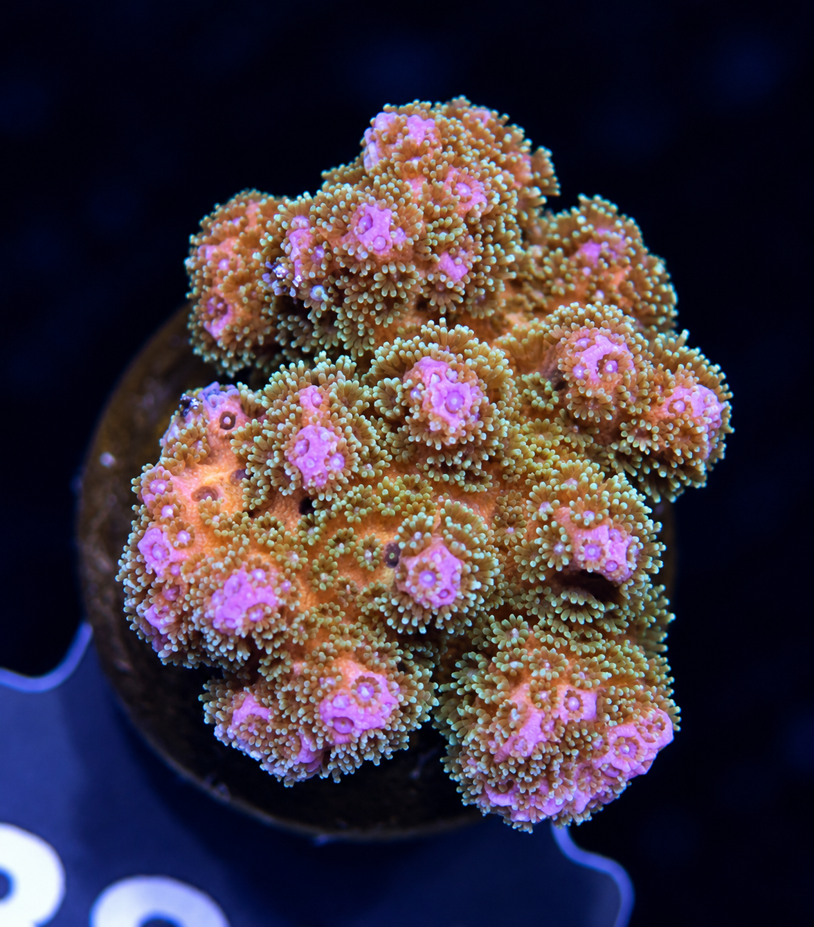 FMC Pocillopora bicolor