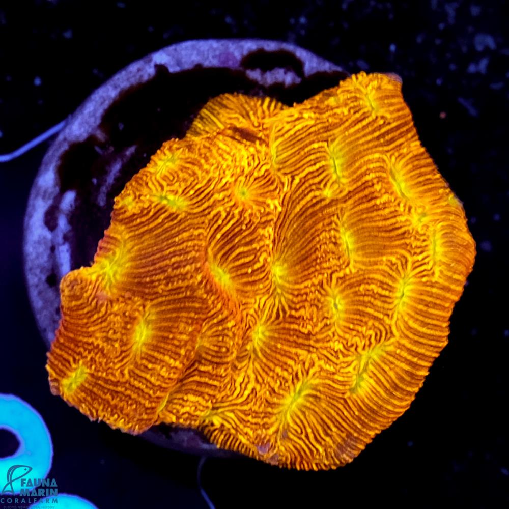 FMC Leptoseris explanata Jack o Lantern FMC Leptoseris explanata Jack o Lantern