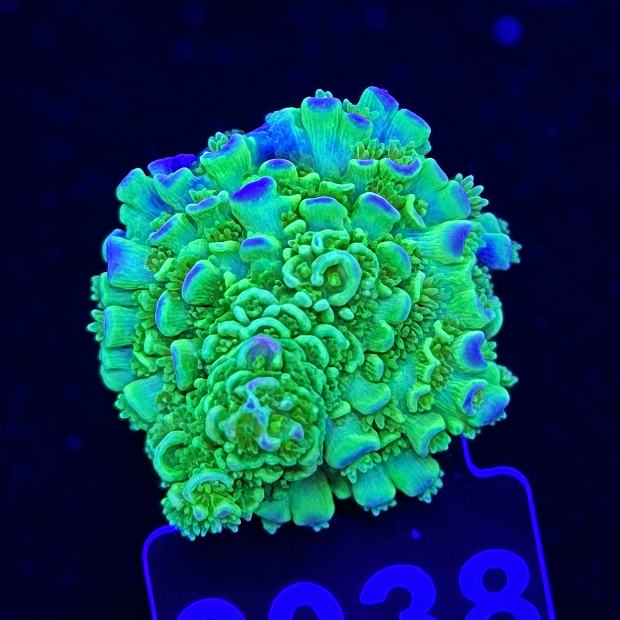 FMC Acropora tenuis green