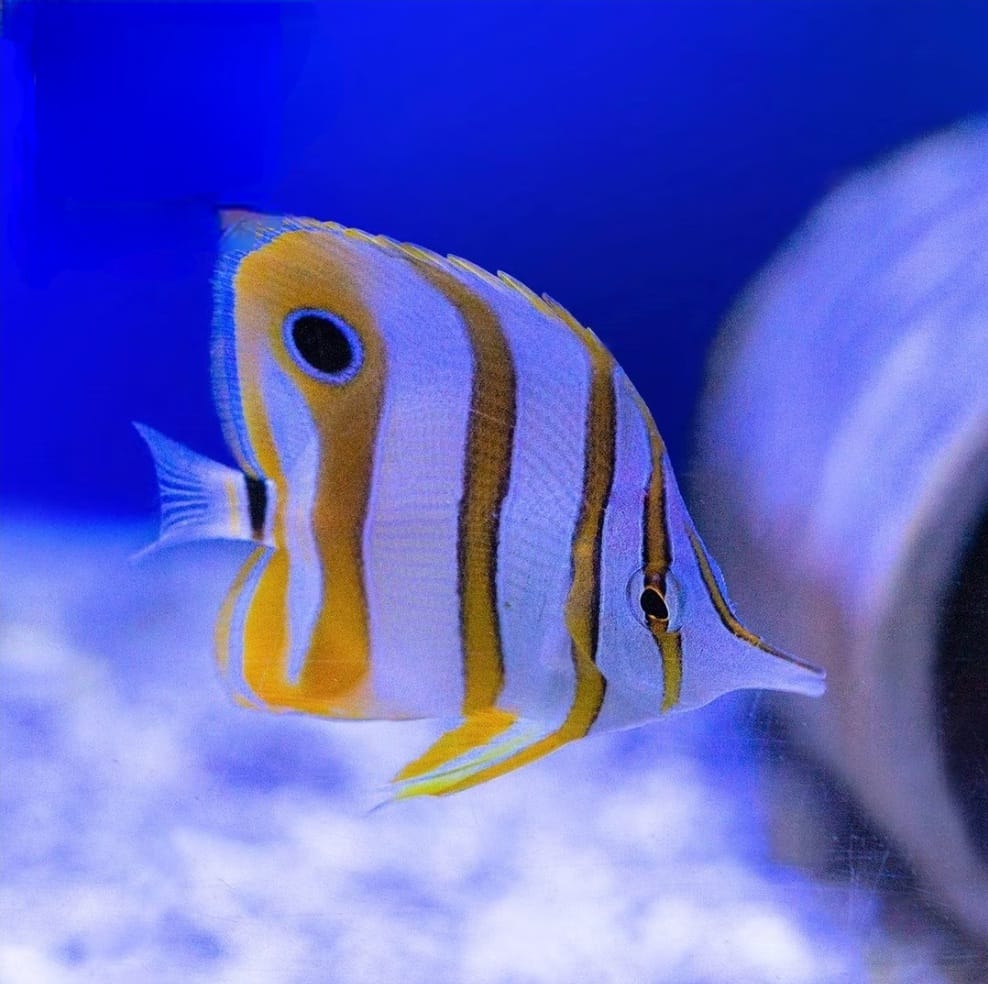 Chelmon rostratus - Orangebinden Pinzettfisch