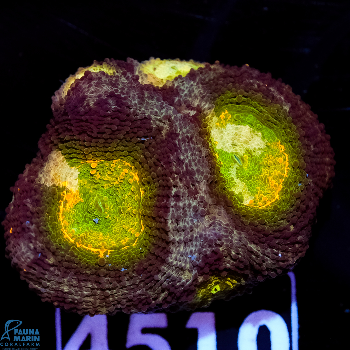 FMC Acanthastrea echinata Yellow Green Center FMC Acanthastrea echinata Yellow Green Center