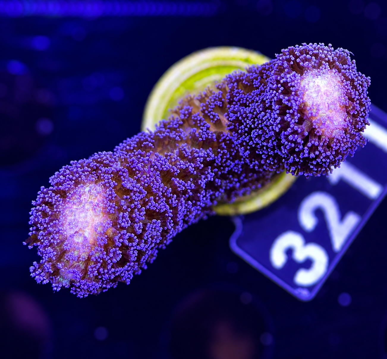 FMC Stylophora Milka