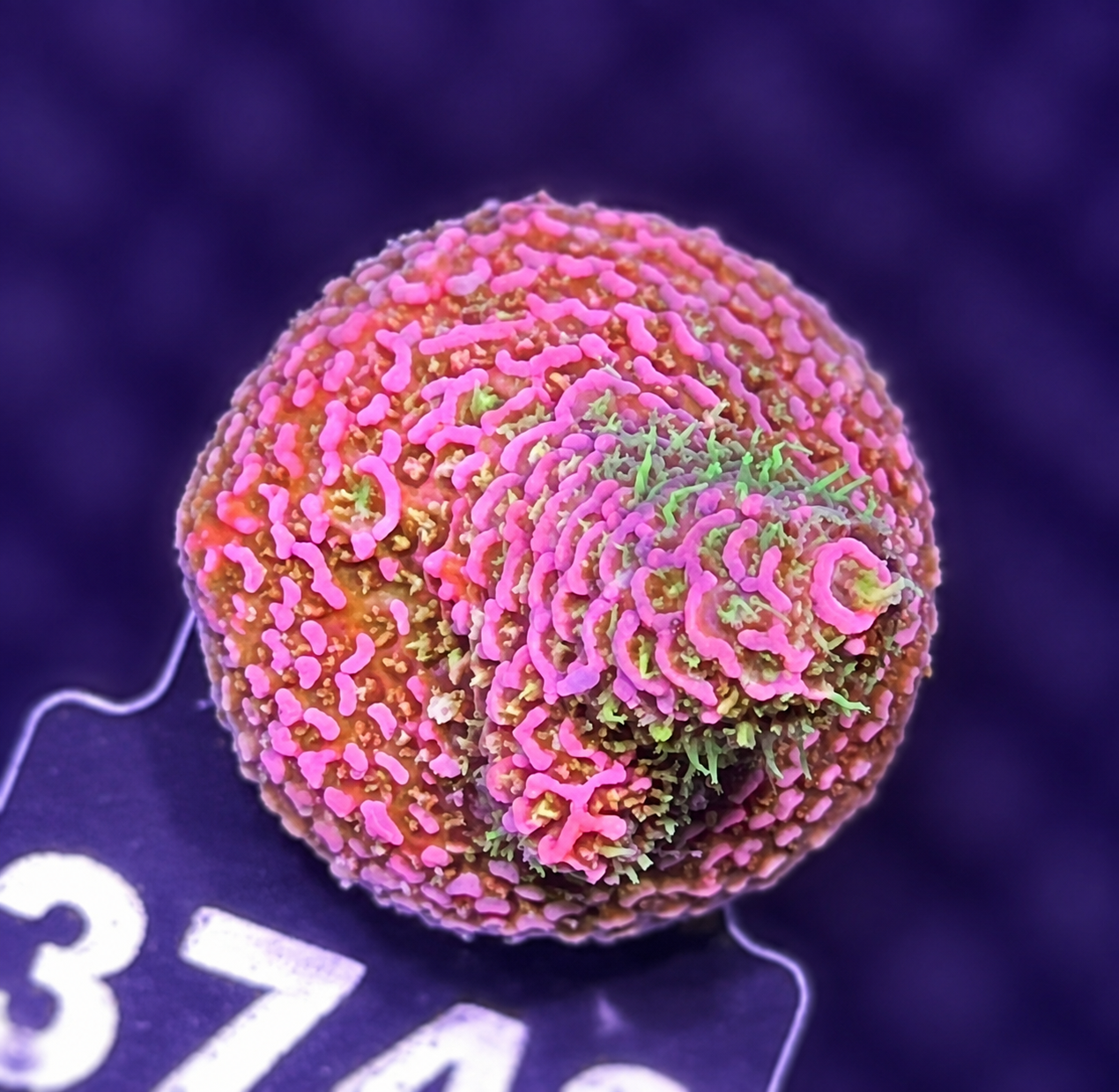 FMC Acropora millepora red green polyps