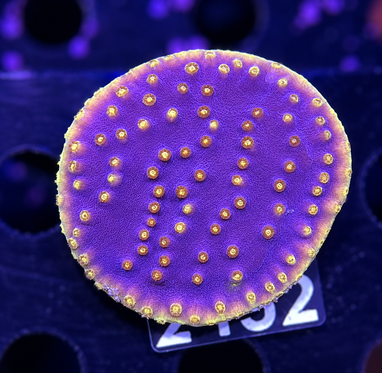 FMC Turbinaria reniformis purple