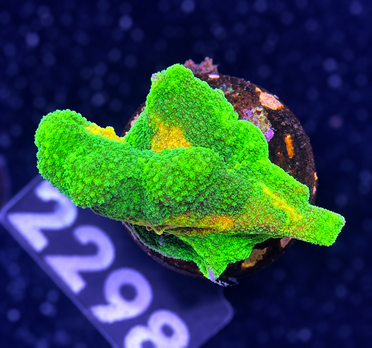 FMC Pectinia Space Invader