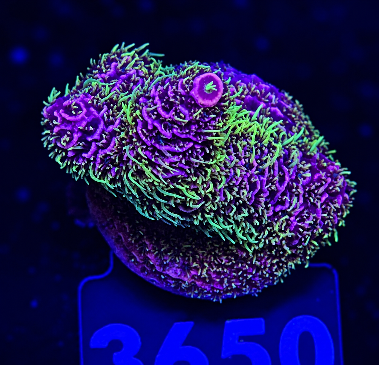 FMC Acropora millepora red green polyps