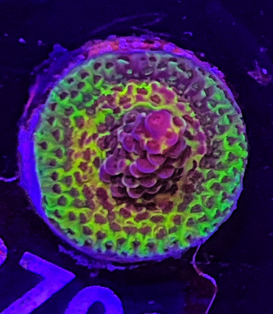 FMC Acropora hyacinthus Red Planet