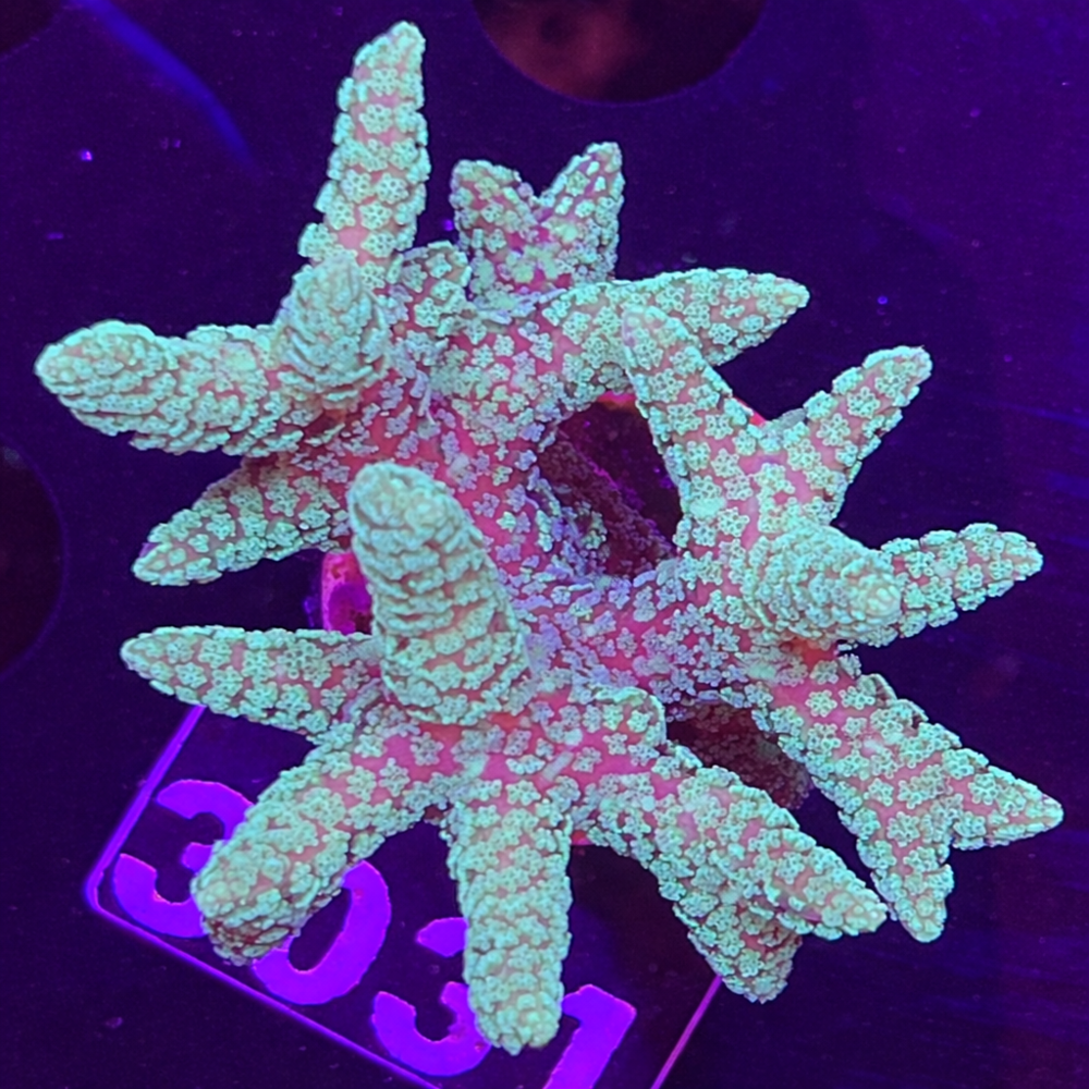 FMC Seriatopora Selly