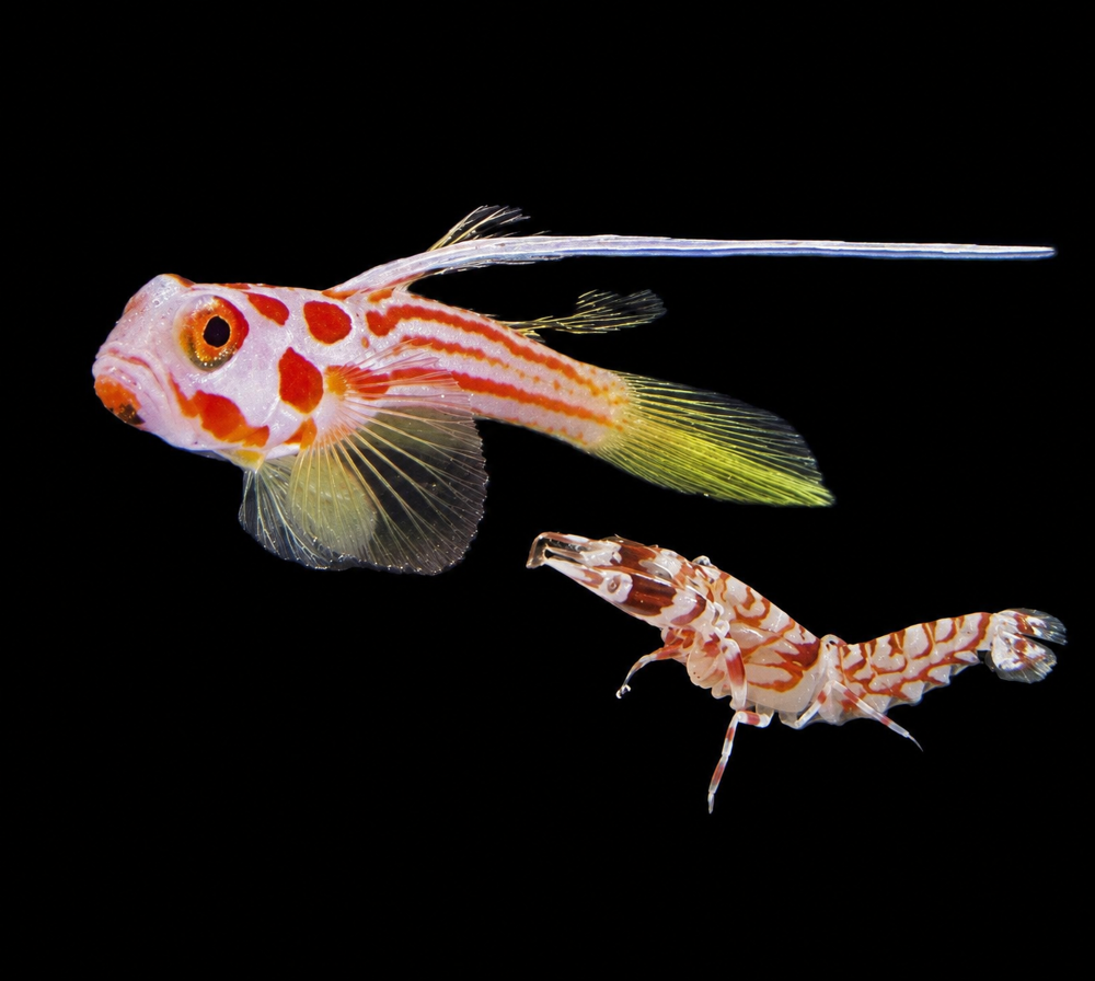 Stonogobius Yasha + Alpheus bellulus