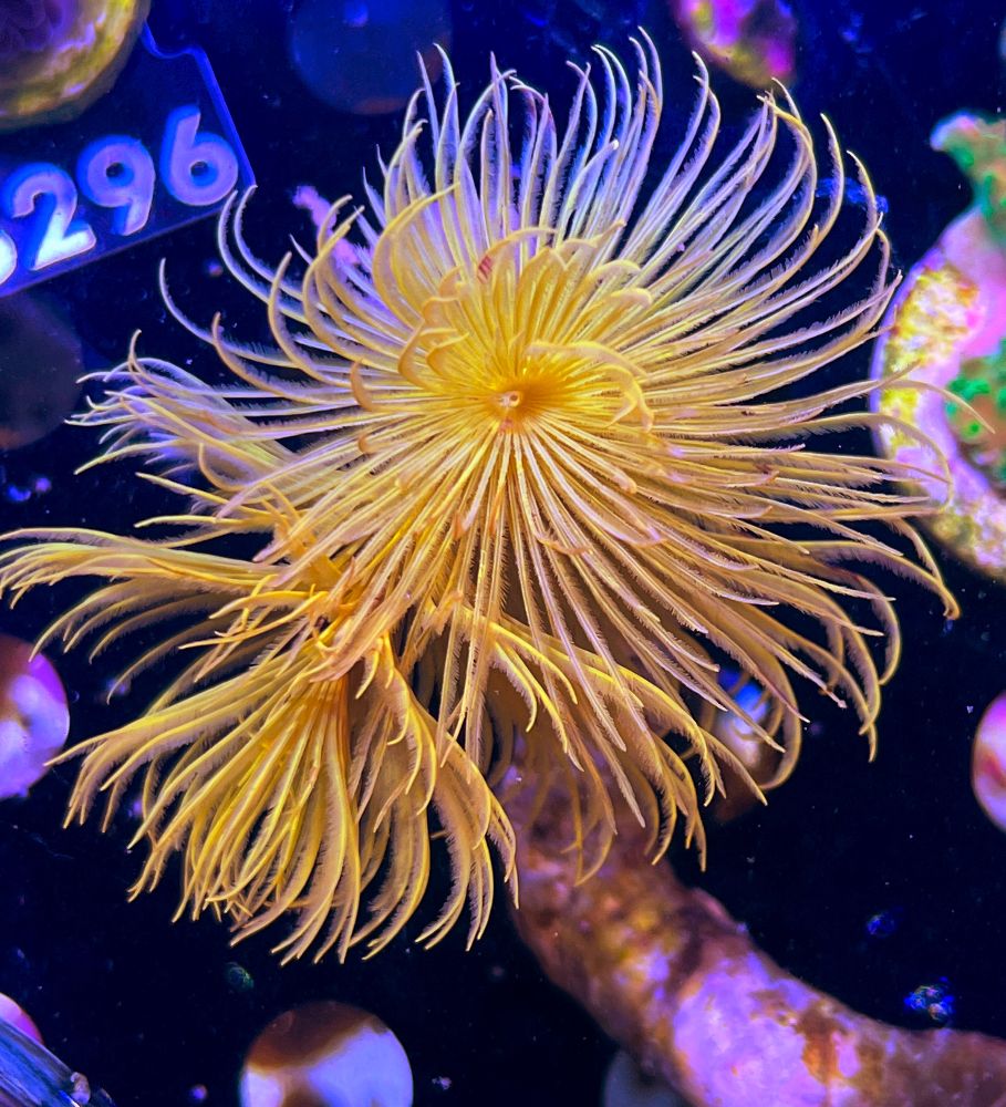 FMC Sabellastarte sp . yellow V