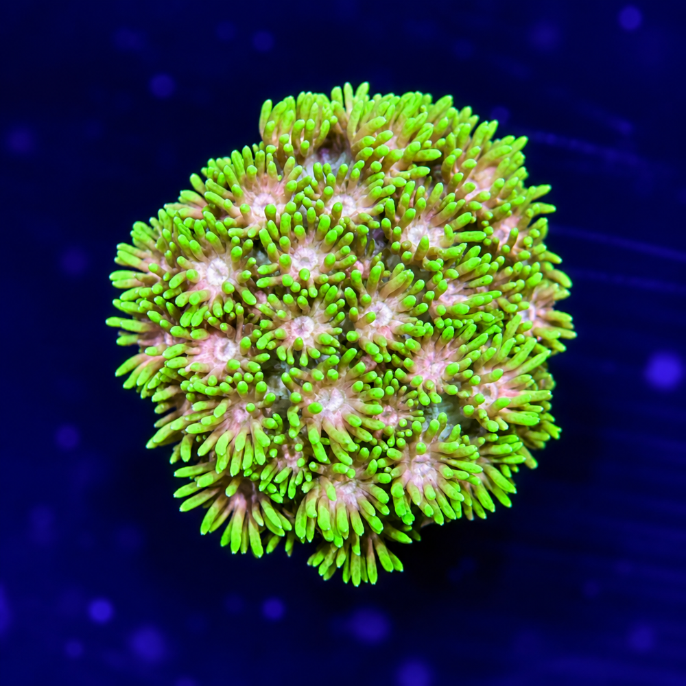 FMC Goniopora Green V