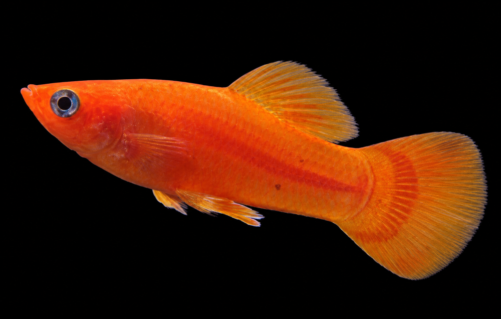 Poecilia latipinna - Gold-Molly- Männchen (NZ Salzwasser)