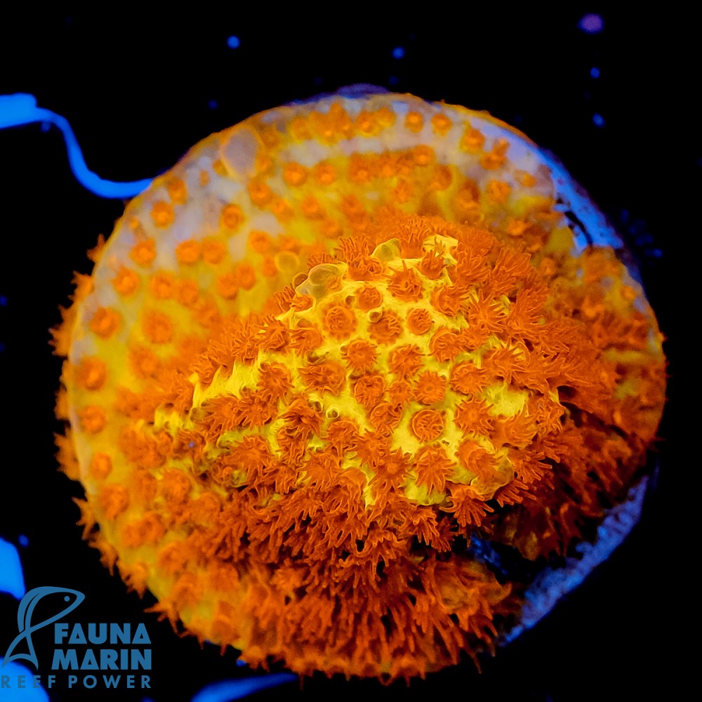 FMC Stylocoeniella Burning Banana V