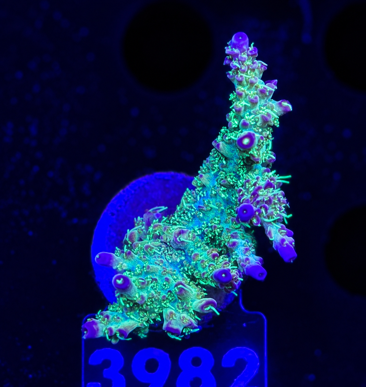 FMC Acropora Pinky the bear