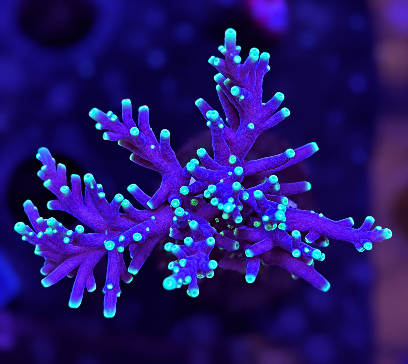 FMC Acropora carduus