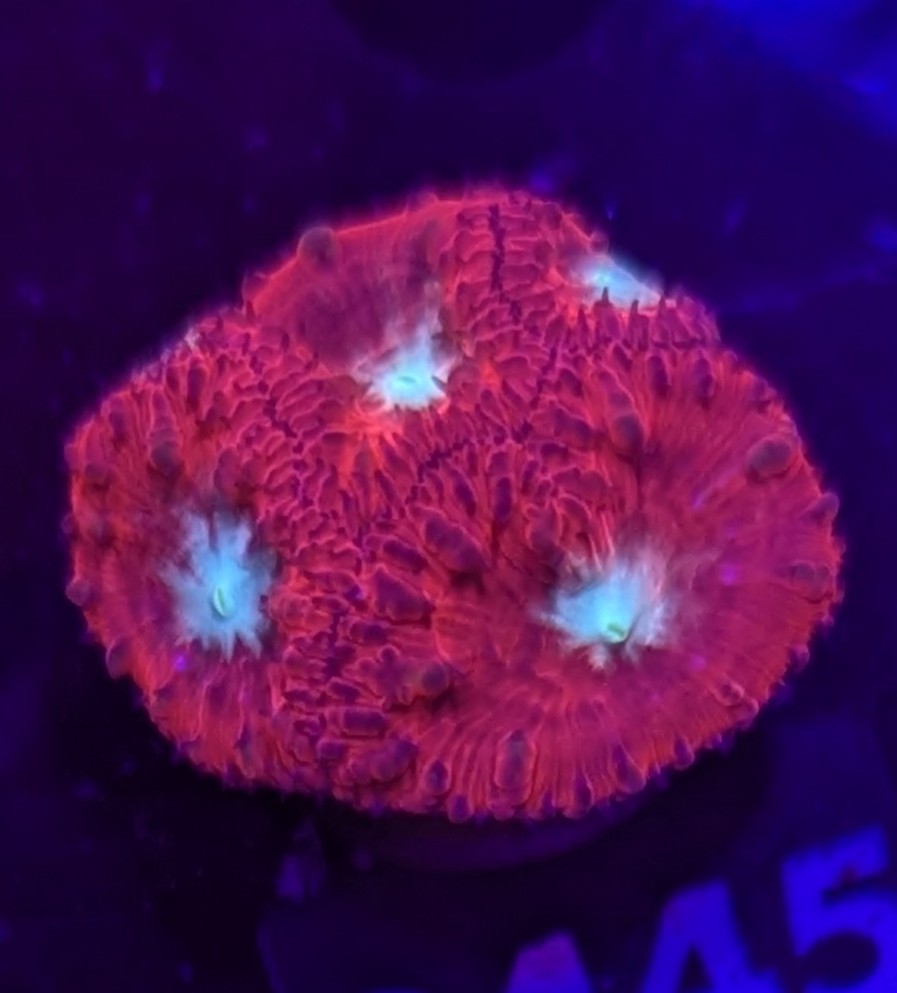 FMC Blastomussa wellsi