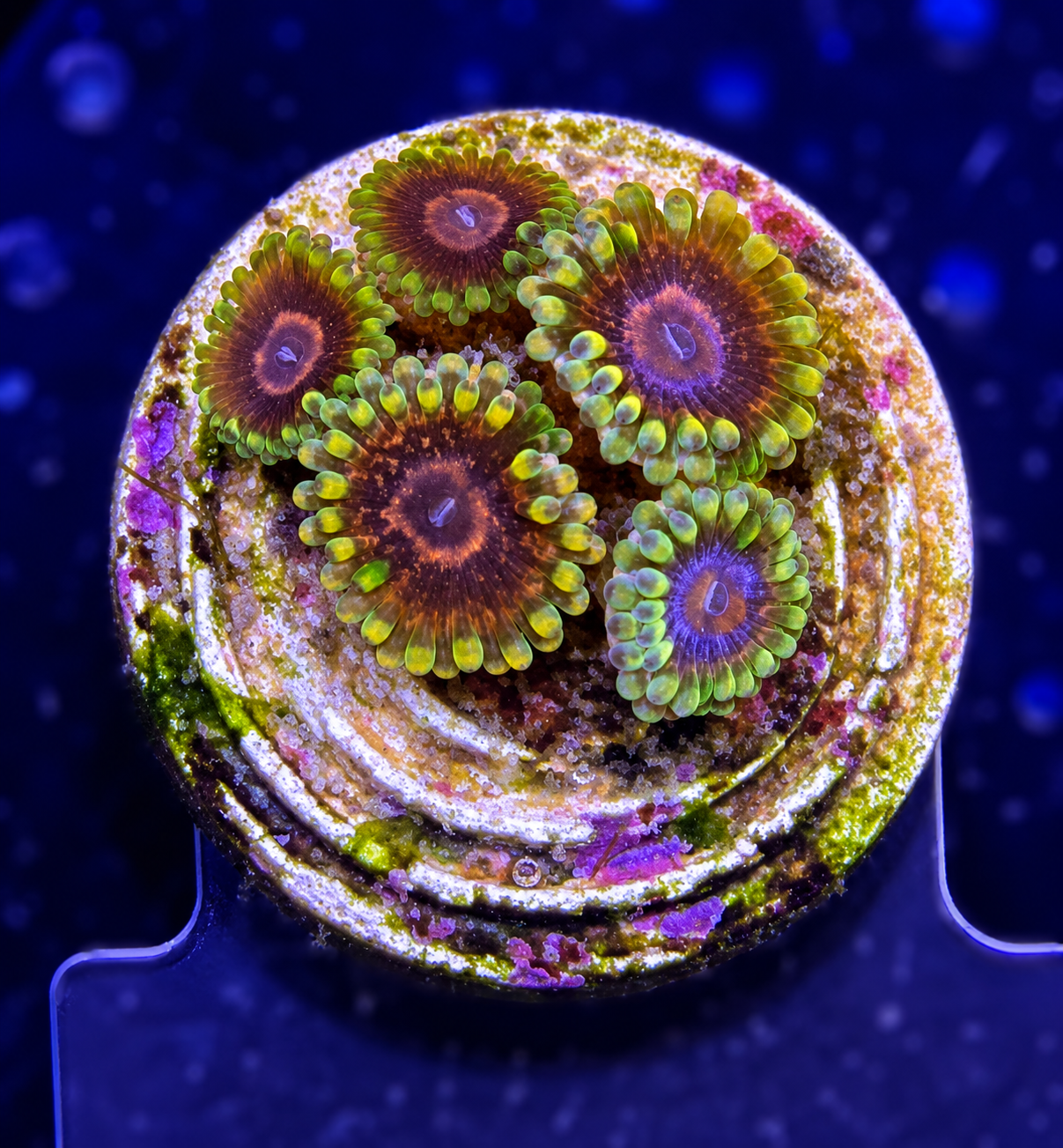 FMC Zoanthus Mind Trick