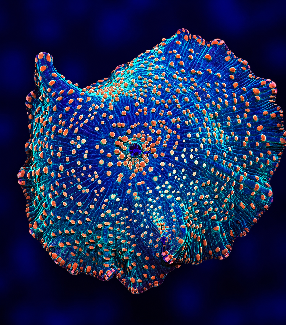 FMC Discosoma orange dots