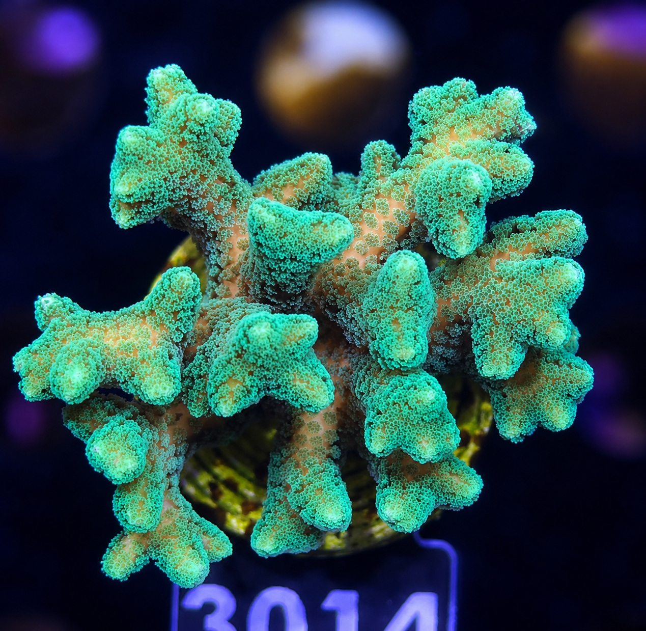 FMC Seriatopora Selly