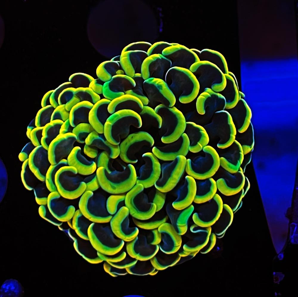 FMC Euphyllia paraancora Yellow THEA V