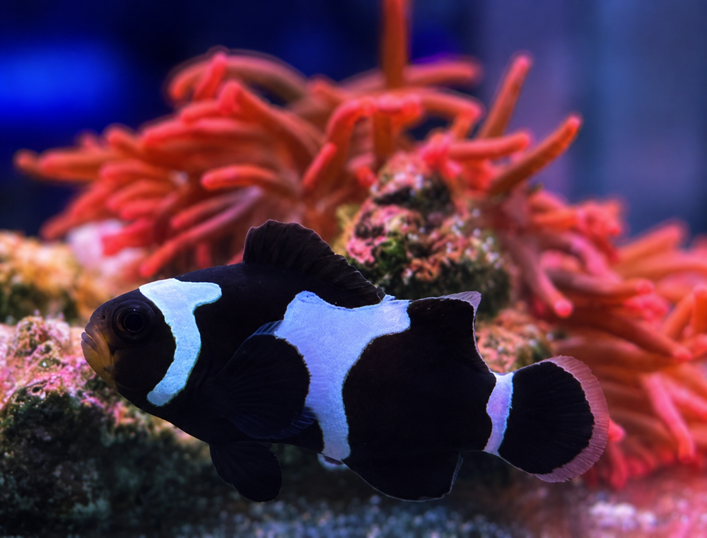 Amphiprion ocellaris - "Black Snowflake"  NZ