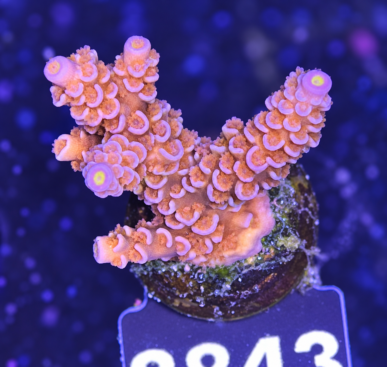 FMC Acropora tenuis pink