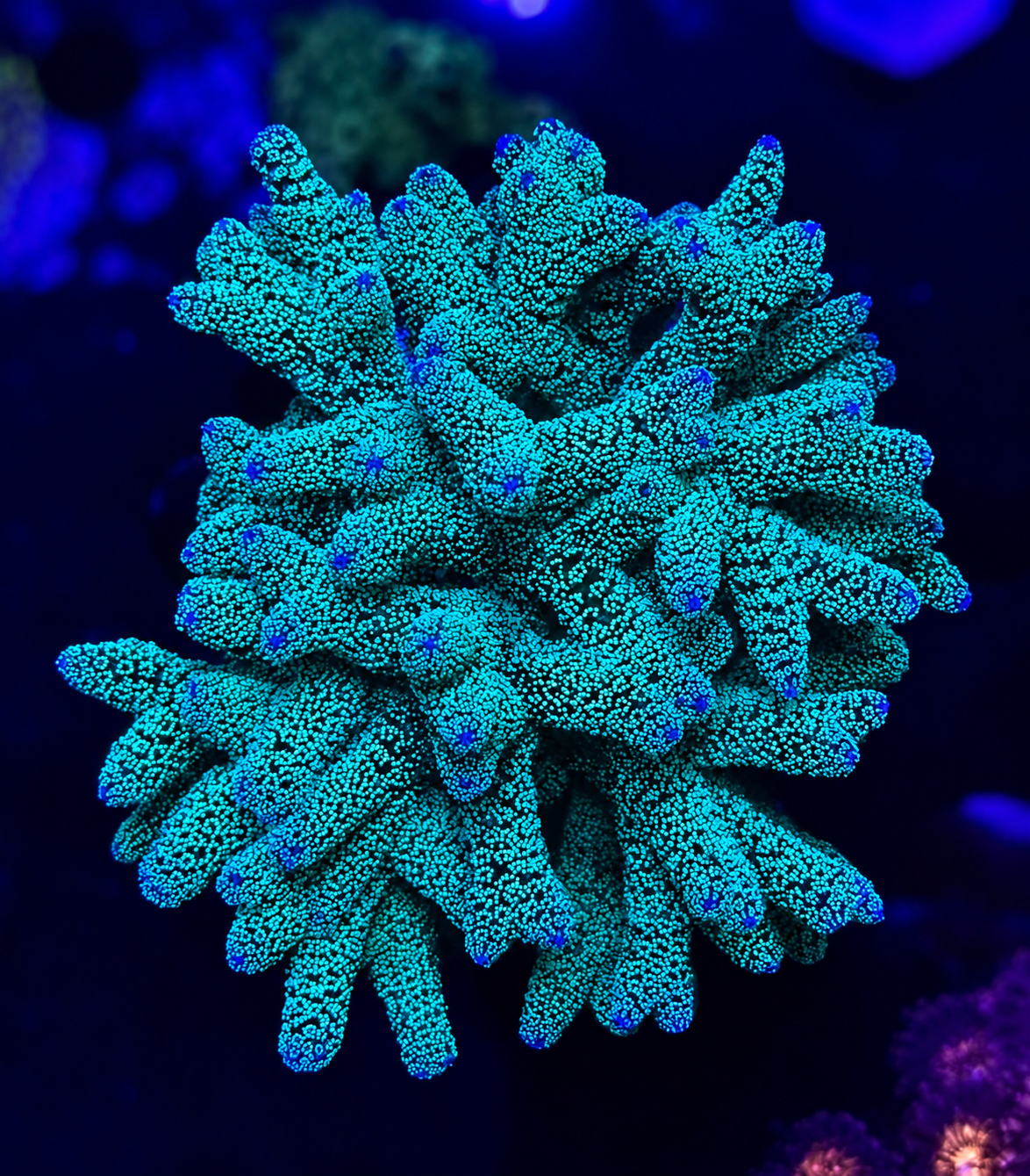 FMC Seriatopora Selly